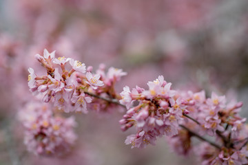 Beautiful blossom of cherries in spring time in close up. Early blossoming of cherries. A branch with pink flowers. Close up blooming cherry blossom and buds for background captured.