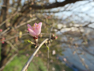 Pink new budding almond flower