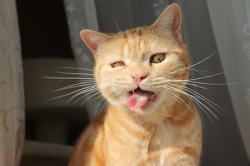 おもしろ顔の猫アメリカンショートヘアー