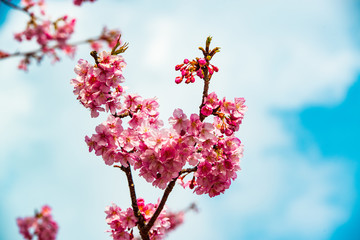 四浦半島の河津桜
