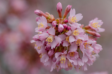 Beautiful blossom of cherries in spring time in close up. Early blossoming of cherries. A branch with pink flowers. Close up blooming cherry blossom and buds for background captured.