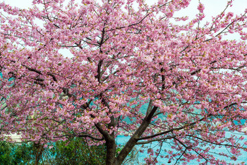 四浦半島の河津桜