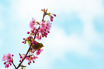 四浦半島の河津桜