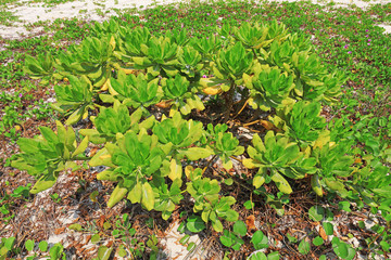 Green Plants on Wuzhizhou Island，Sanya City, Hainan Province, China