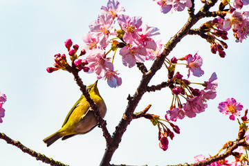四浦半島の河津桜