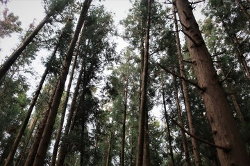 Fototapeta premium 삼나무숲