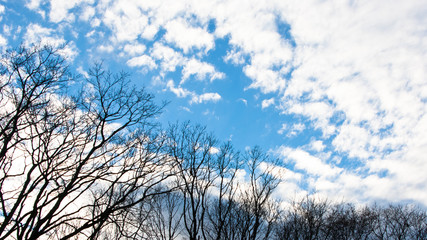 青い空と白い雲に木立のシルエット