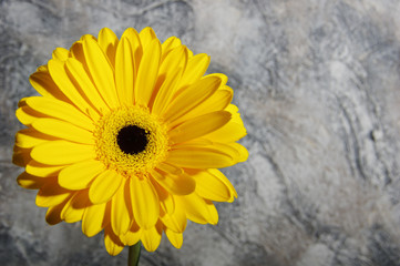 Yellow Gerbera flowers on abstract background view from side