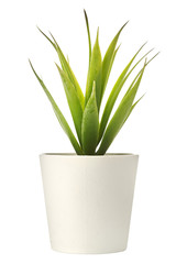 Flower plant in white pot isolated on background. Close up.