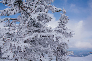 Beautiful winter landscape with snow covered trees and blue sky.