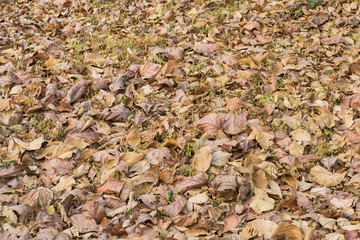 Dry leaves of teak trees on the ground in the dry season in thailand
