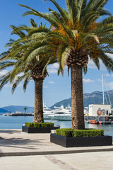Montenegro resort marina with tropical trees in a sunny day
