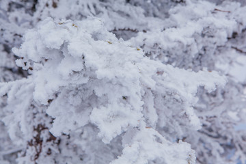 Fototapeta na wymiar Pine tree branches covered with snow and ice