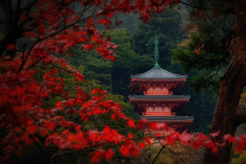 Fototapeta premium The scenery of the red pagoda with red maple leaves foreground in Gifu, Japan.