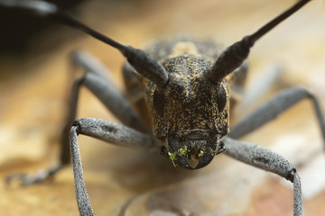 Portrait macro photo of a Pine sawer beetle, Monochamus galloprovincialis