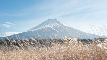 The scenery of the Fuji mountain with a beautiful dried golden grass at Fujiyoshida, Japan.