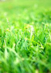 Fototapeta premium lawn