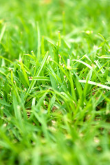 lawn
