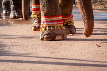 Close-up Of Asian Elephant feet.