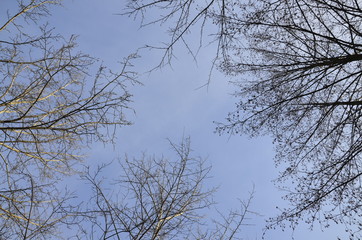 Trees without leaves. There is a gap between the branches.