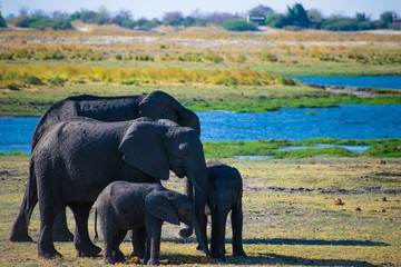 Family of Elephant