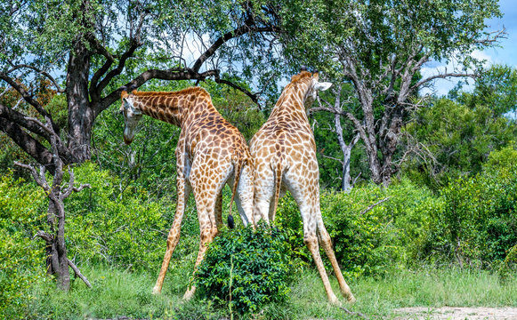 Two giraffes isolated necking in the wild image in horizontal format