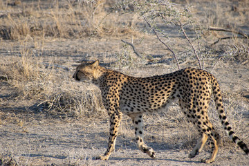cheetah in south africa