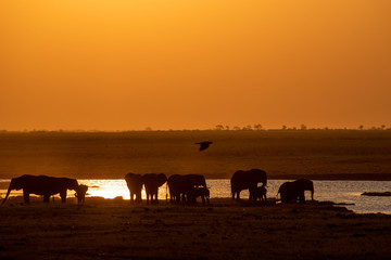 Fototapeta na wymiar Elephant at sunset