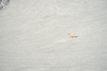 White labrador dog walking on snowy slope at mountain ski resort on sunny day. Elbrus mountain ski resort.