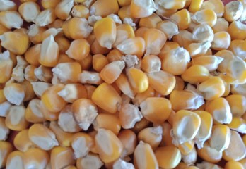 Yellow and white dry corn kernels 