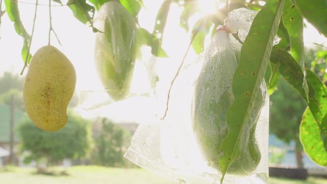 Mango packed in plastic bags for prevent insect pests during sunbeam in morning at tropical orchard. Dolly shot. Protection of agricultural products from pests.