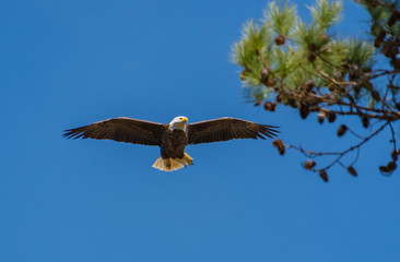 American Bald Eagle flying overhead at nesting site in Rome Georgia.