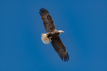 American Bald Eagle flying overhead at nesting site in Rome Georgia.