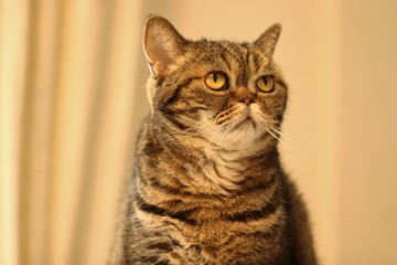 上視線キュートな猫アメリカンショートヘアー