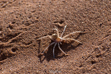 spider on the sand
