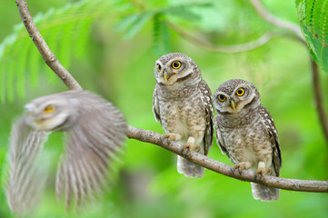 A cute Spotted owlet are perched on a branch