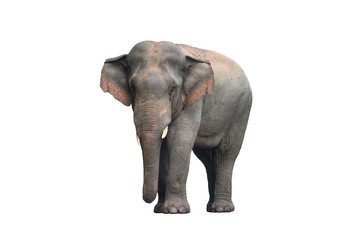 Fototapeta na wymiar Asian male elephant isolated on white background