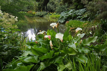 Plants in Botanical Garden in Christchurch on South Island of New Zealand