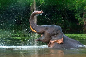 Fotobehang Een mannelijke Aziatische olifant geniet van het baden. © chamnan phanthong