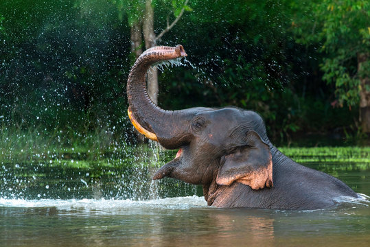 Asian Elephant Images – Browse 69,074 Stock Photos, Vectors, and Video |  Adobe Stock