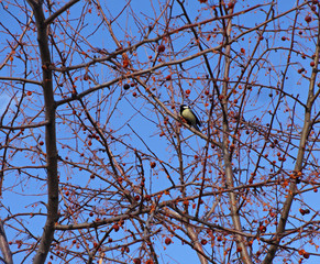 Bluebird sits on an Apple tree and pecks at frozen berries