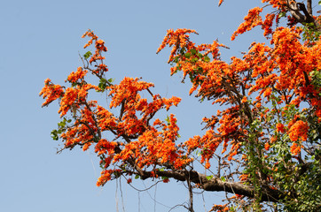 Bastard Teak or Butea monosperma on tree with blue sky background