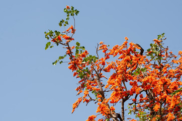 Bastard Teak or Butea monosperma on tree with blue sky background