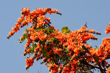 Bastard Teak or Butea monosperma on tree with blue sky background