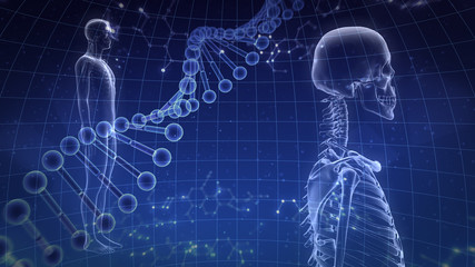 Fototapeta na wymiar Human Body Skeleton Medical DNA Science Technology 3D illustration background.