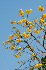 booming of yellow Cochlospermum regium with blue sky