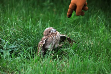 Owl Juvenile in the wild, close-up photos