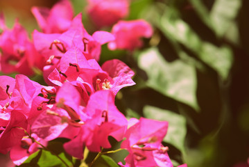 Beautiful bougainvillea blooms in a tropical garden on a summer sunny day. Retro style toned