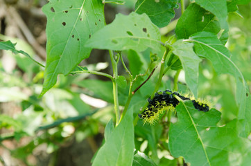 Caterpillar of leucanella viridescens, black body and stinging yellow bristles