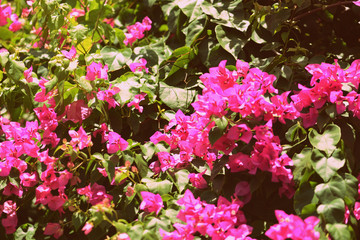 Beautiful bougainvillea blooms in a tropical garden on a summer sunny day. Retro style toned